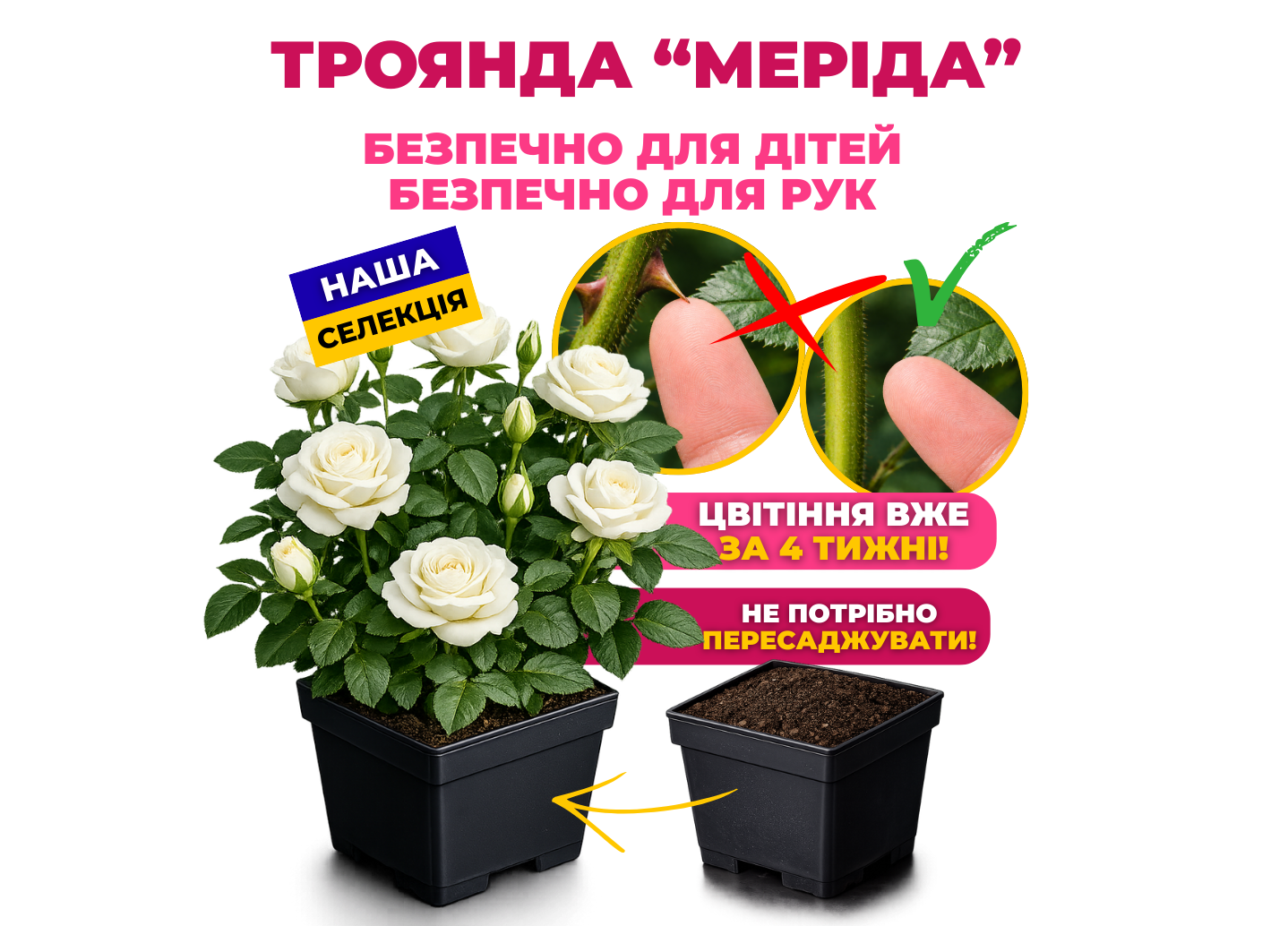 Троянда Меріда без шипів у горщику P9