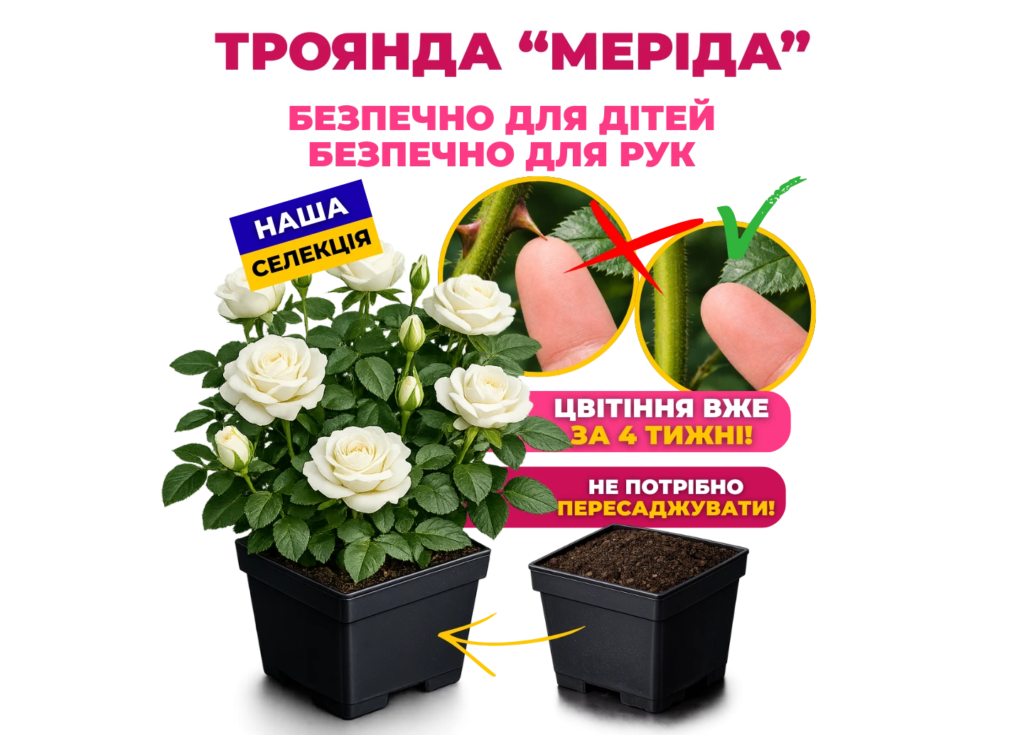 Троянда Меріда без шипів у горщику P9