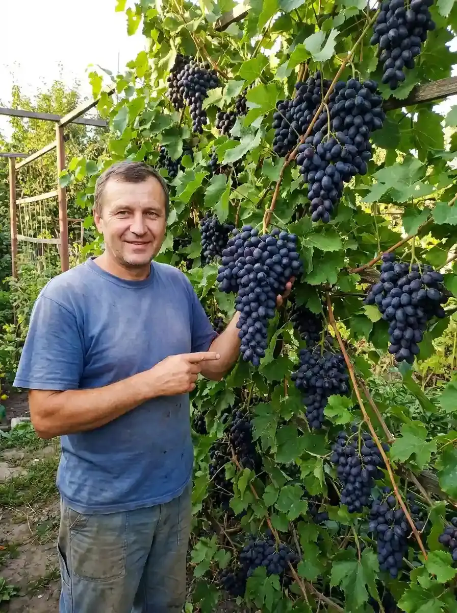 Здоровий кущ Юпітера