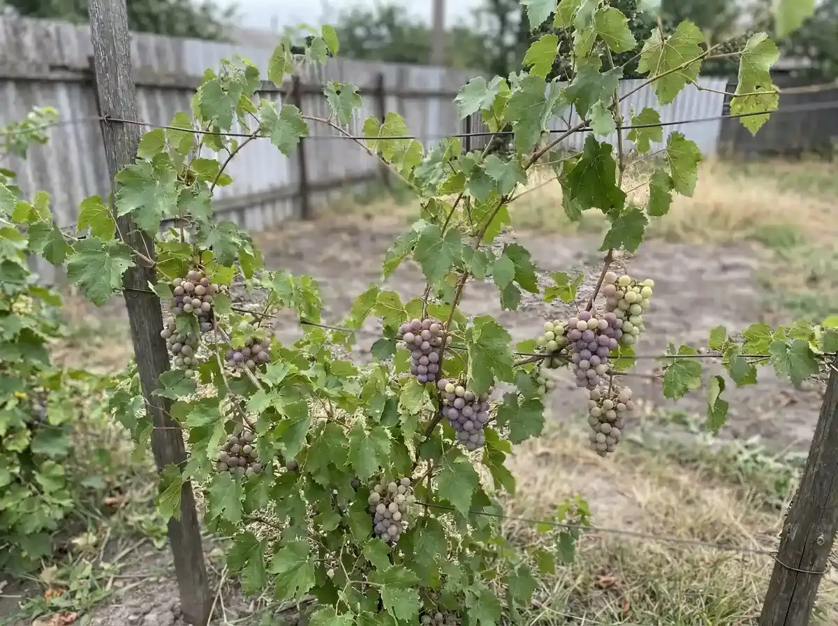 Звичайний сорт